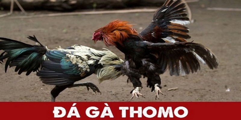 Giải nghĩa khái niệm đá gà Thomo